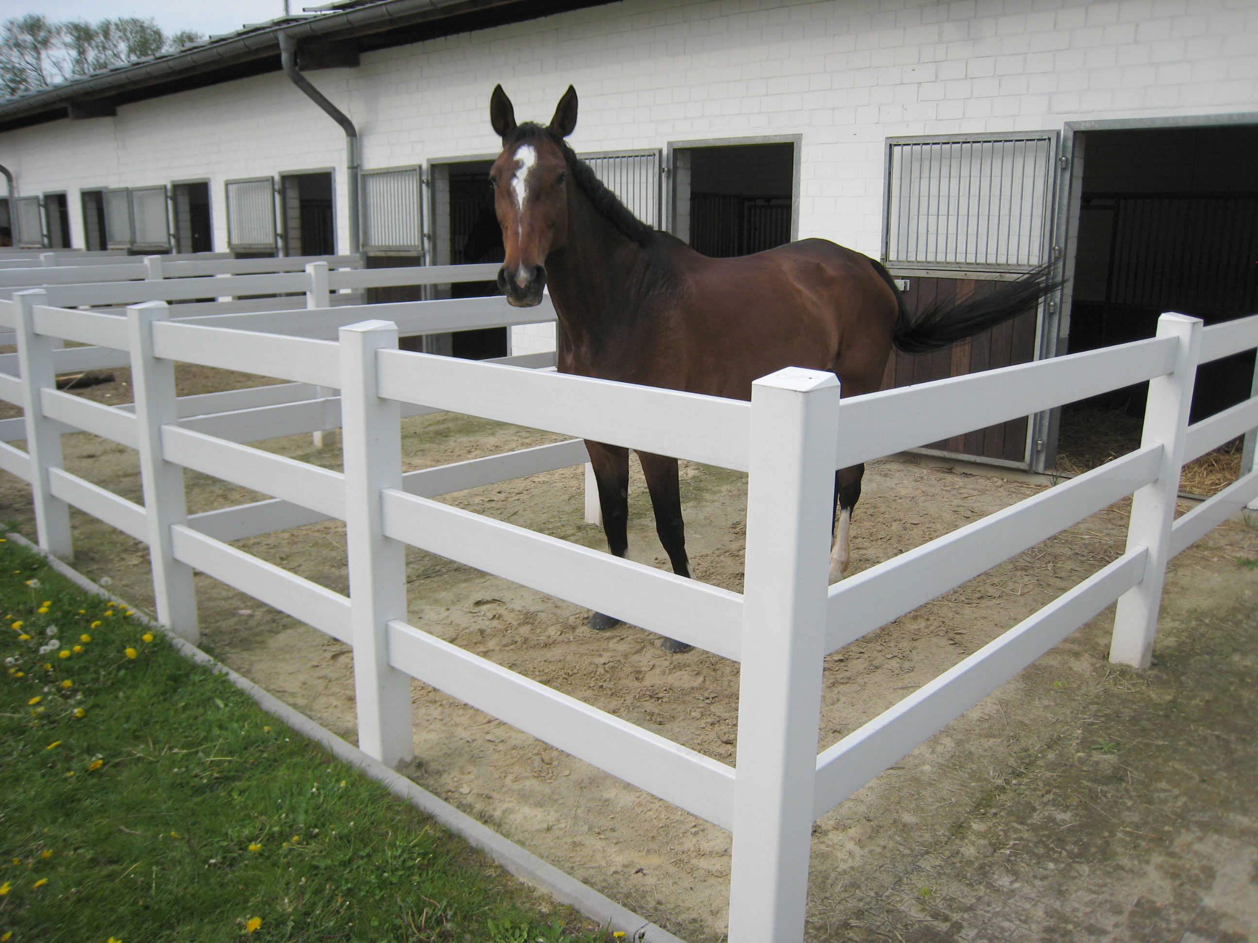 En brun häst står i sin egen lilla inhägnad i anslutning till stallet. Inhägnaden består av ett häststängsel av vit plast.