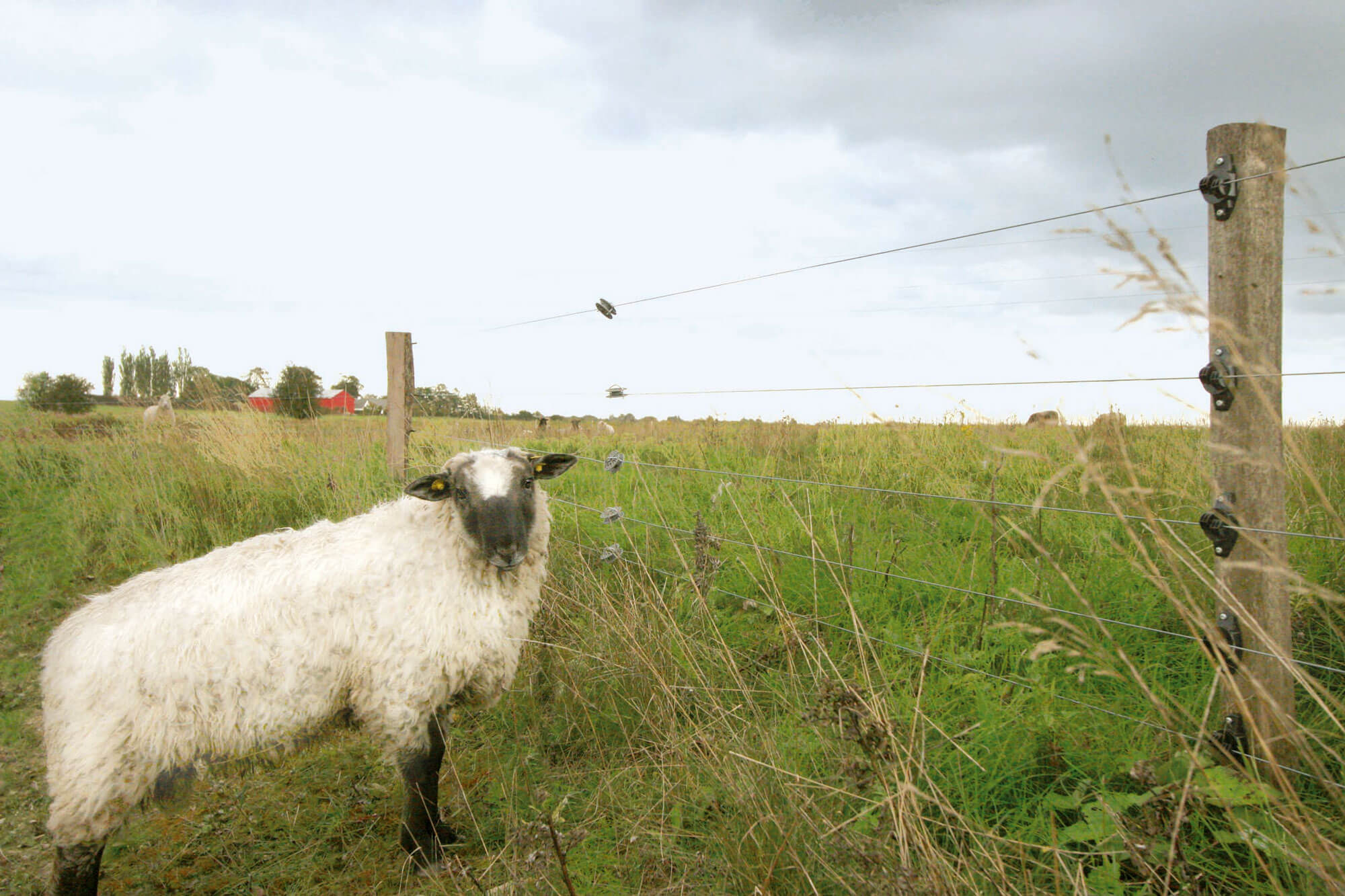 Ett vitt får står framför ett elstängsel och tittar åt sidan.