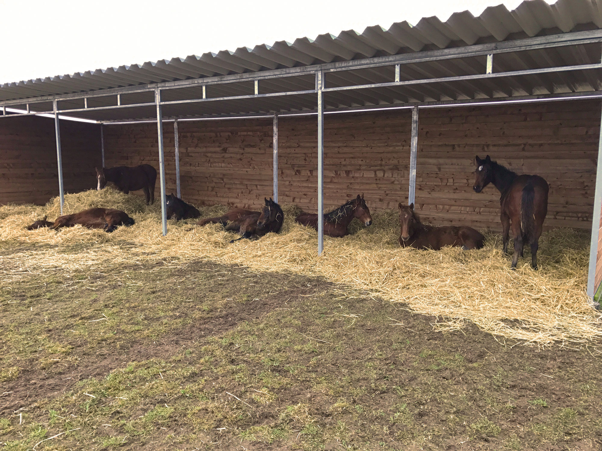 Sju bruna hästar står eller ligger på en bädd av halm i deras stora skydd.