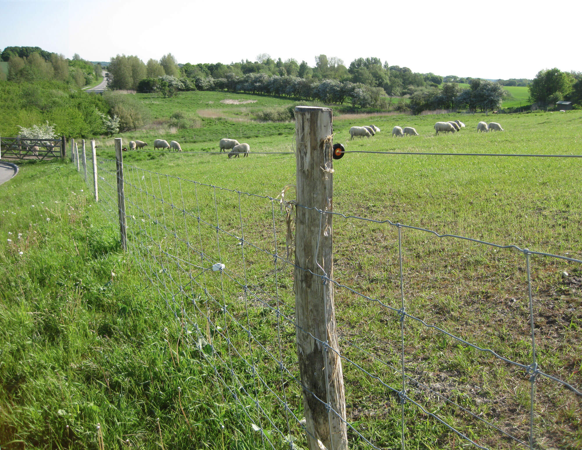 En flock får och lamm betar i en inhägnad.