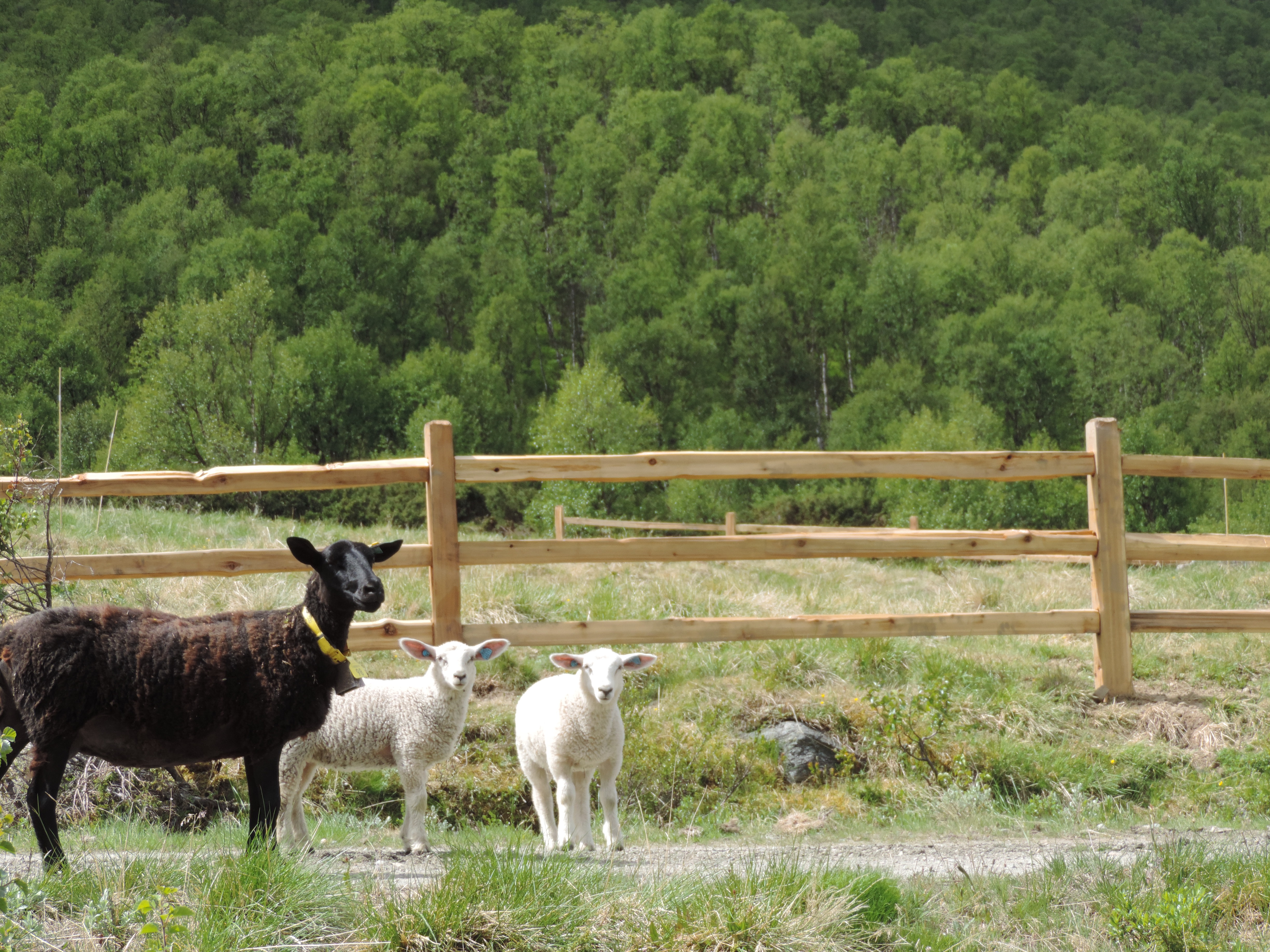 Ett svart får och två vita lamm står framför ett rustikt staket av cederträ.