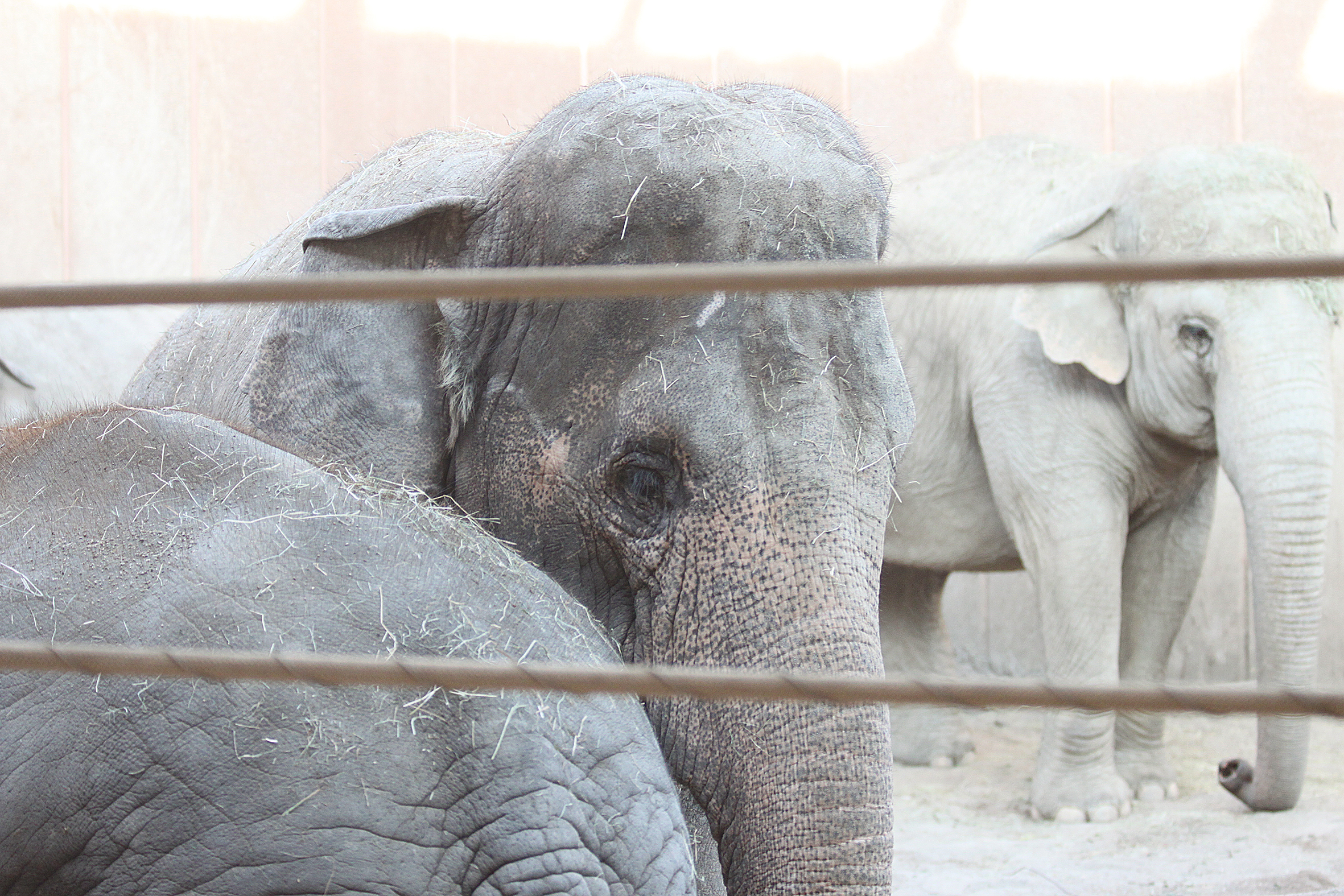 Tre elefanter syns bakom ett fast staket.
