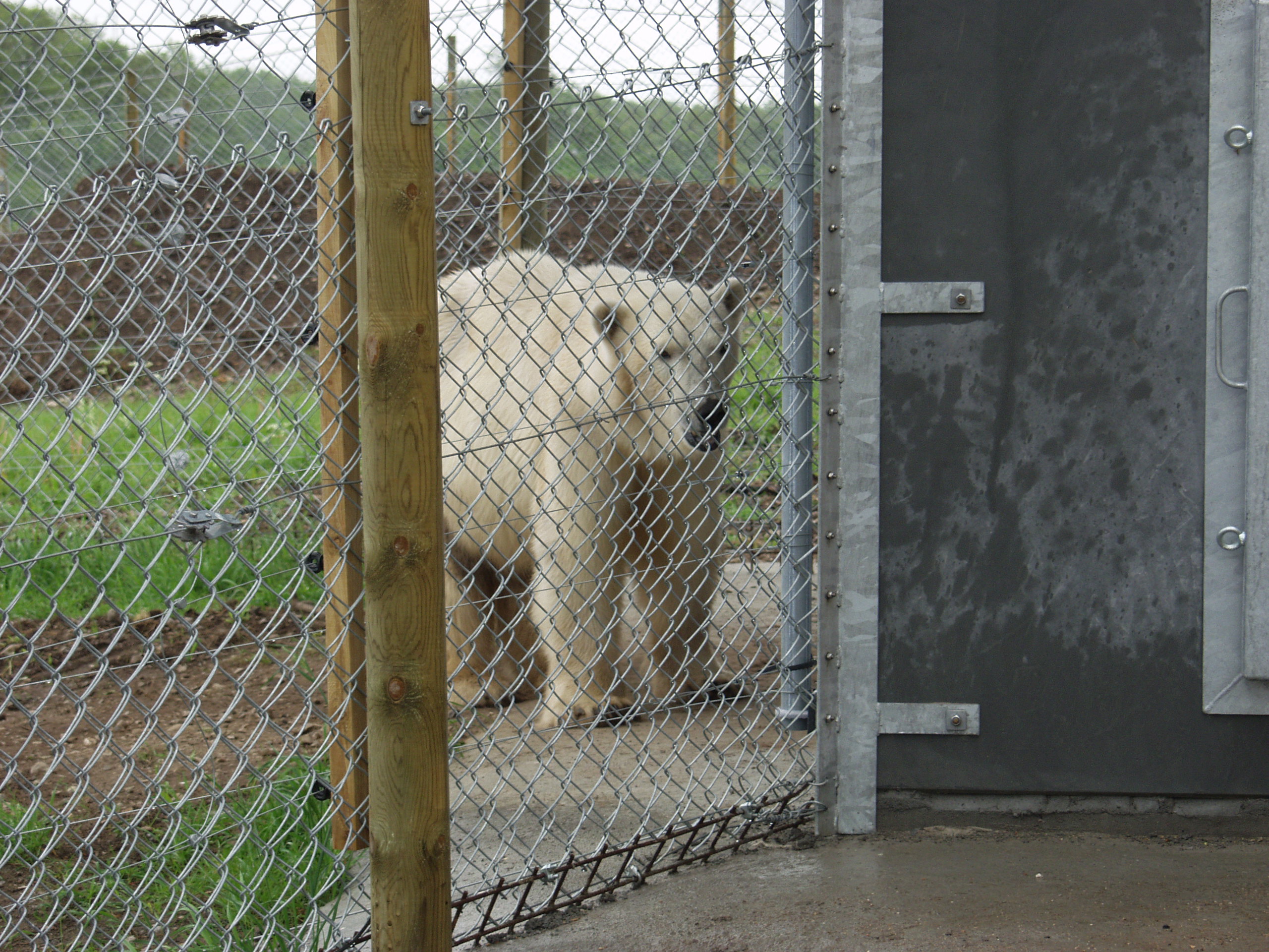 En isbjörn går säkert omkring i sin inhägnad, som består av både ett elstängsel och ett nätstängsel.