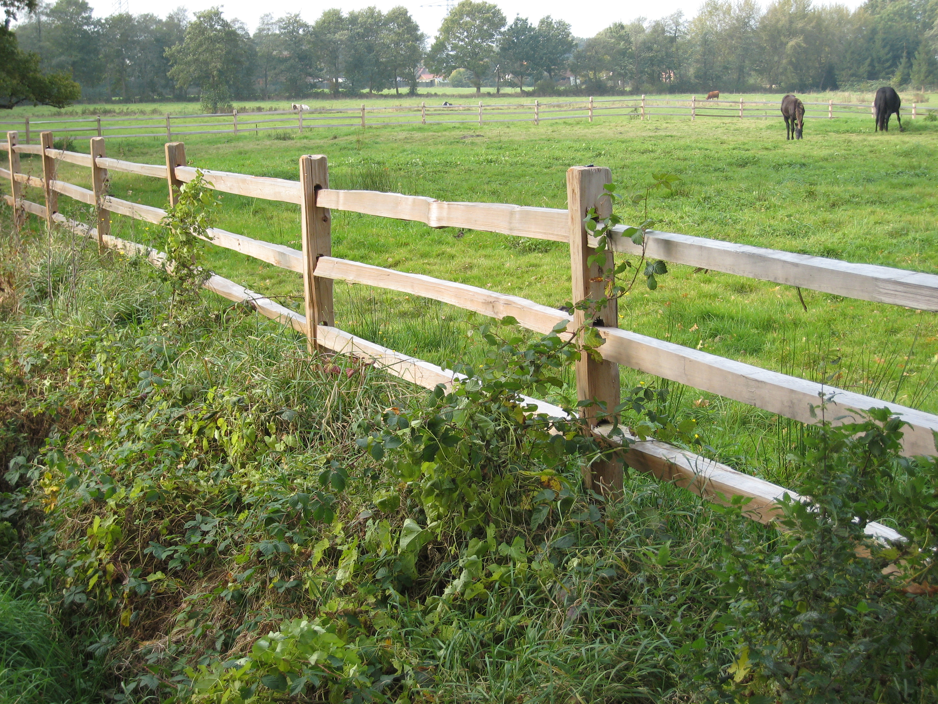 Ett rustikt häststängsel av cederträ gränsar till en äng där två hästar betar.