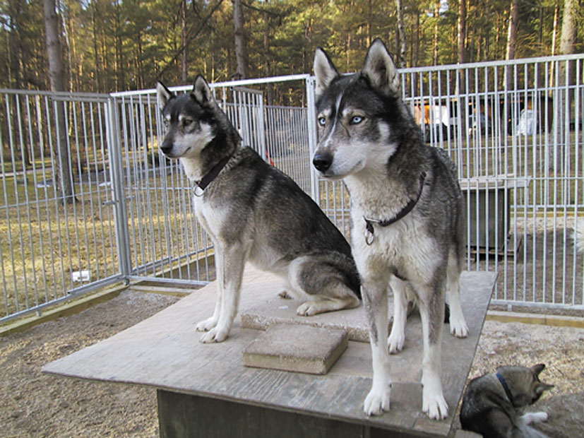 Två Siberian Husky-hundar sitter ovanpå sin hundkoja i en hundgård.