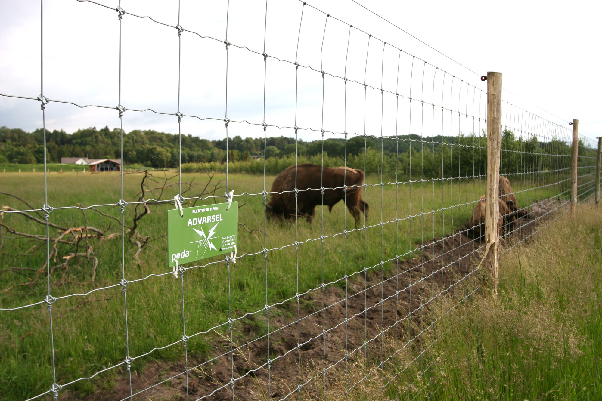 Tre bisons går bakom ett nätstängsel. En varningsskylt visar att stängslet är strömförande.
