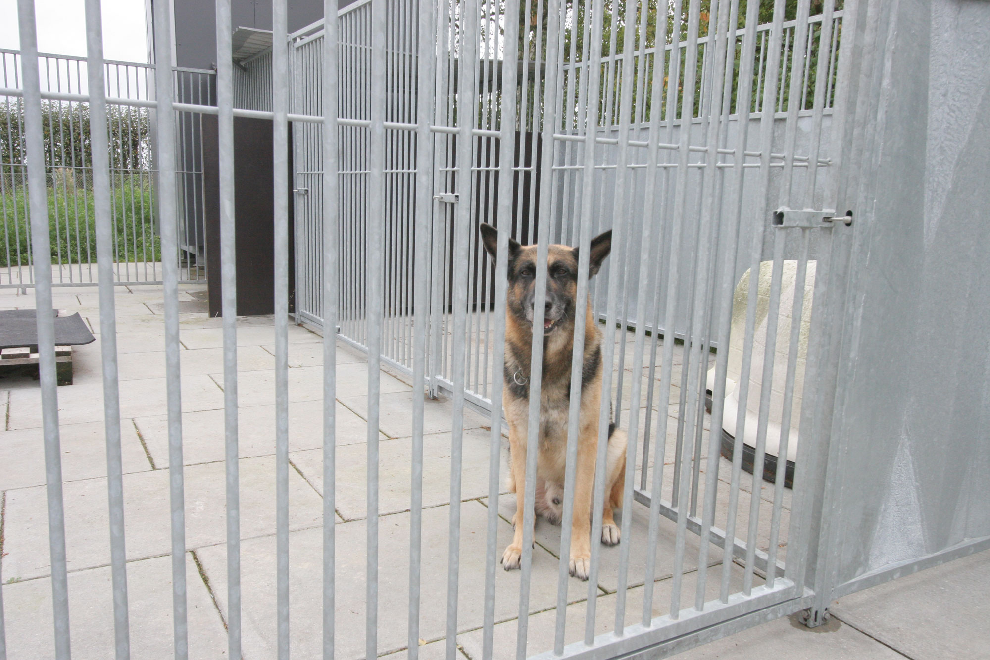 En schäferhund sitter ensam i ett hörn av hundgården.