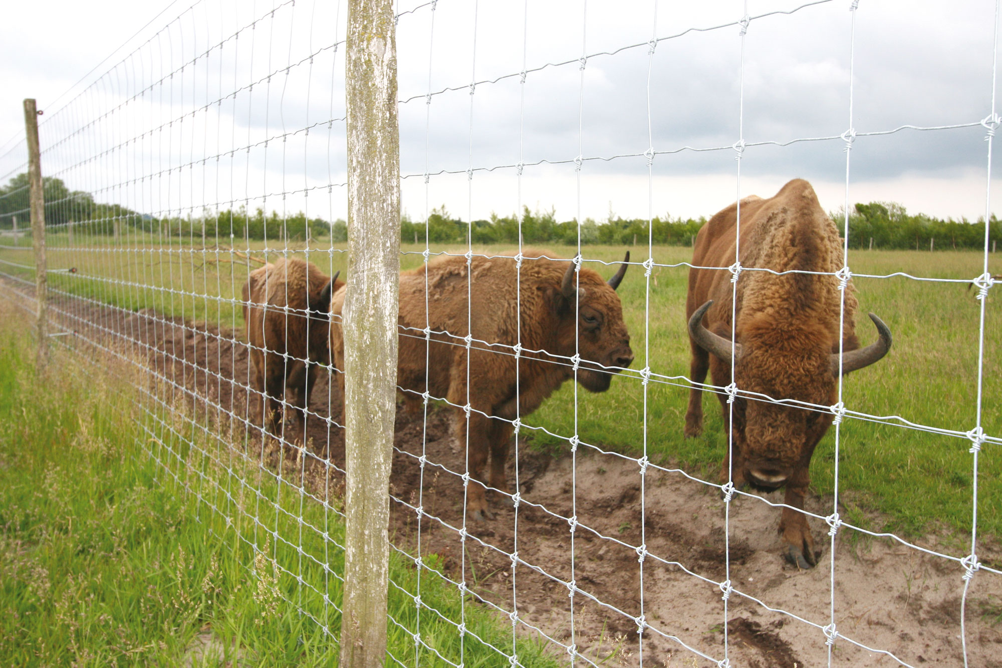 Tre bisons står bakom ett högt nätstängsel i en djurpark.
