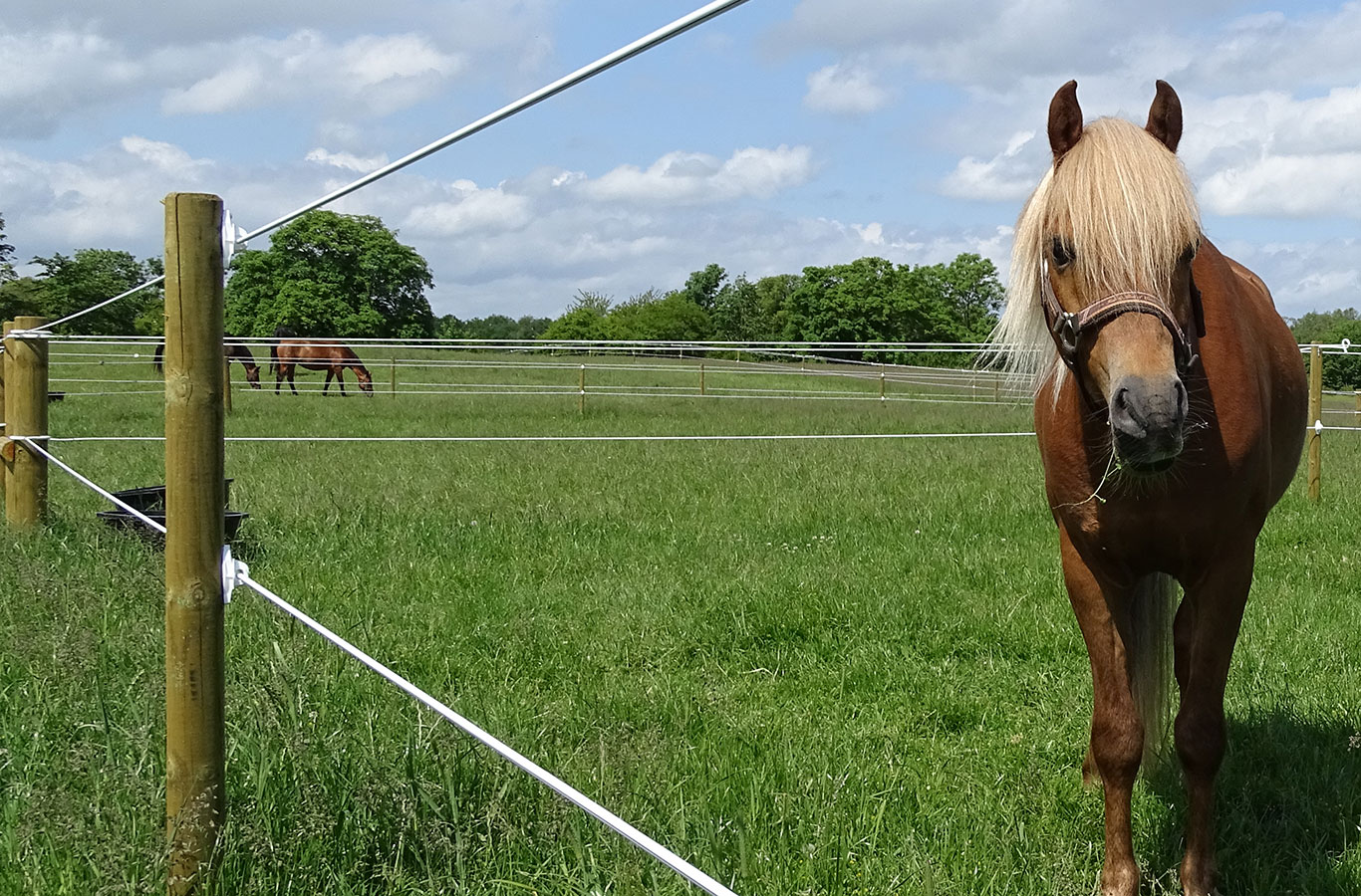 En häst står och tittar mellan trådarna i ett Hippolux elstängsel. I bakgrunden går två andra hästar i sin egen hage.