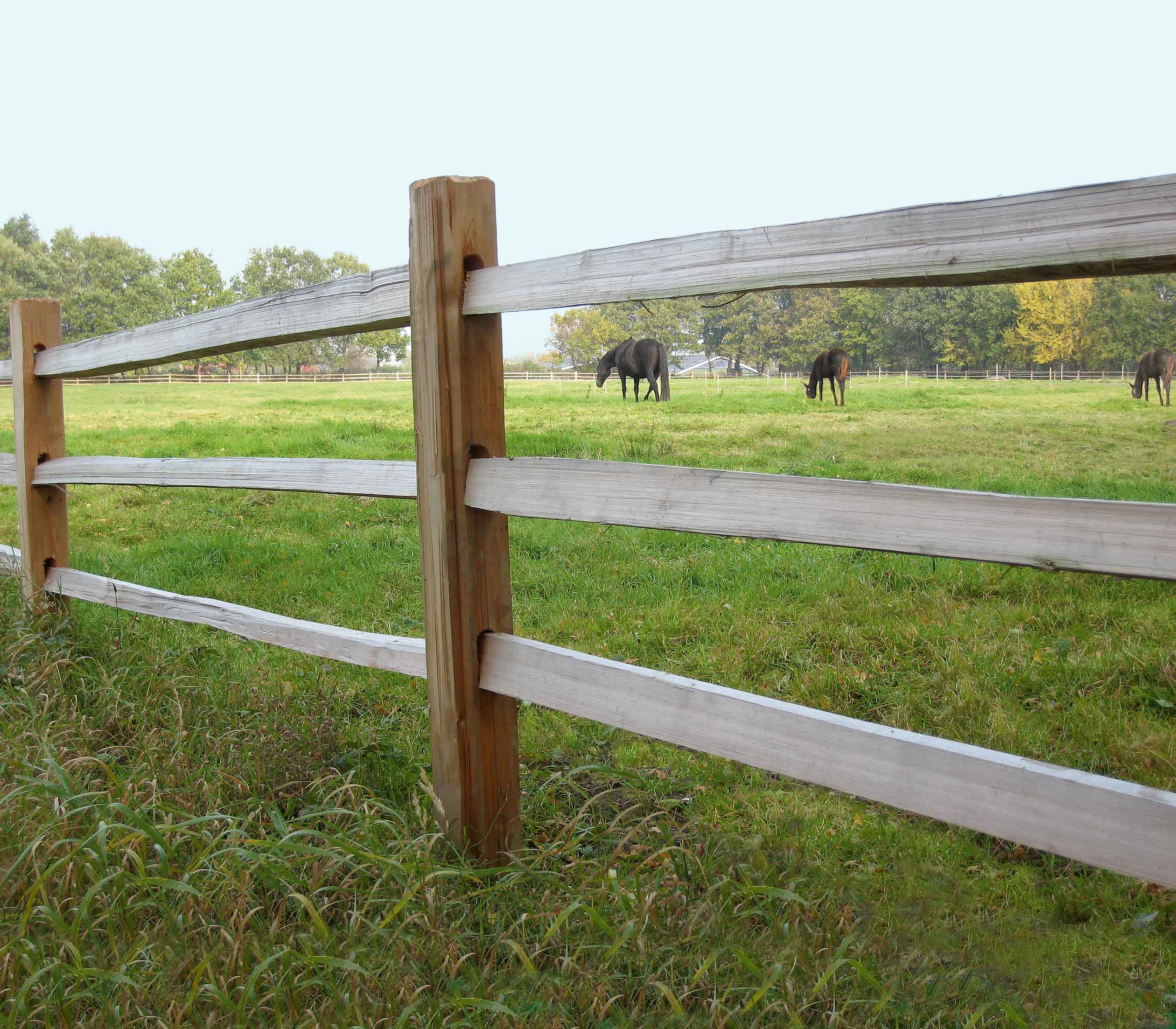 Mellan lamellerna i ett rustikt häststängsel syns tre hästar som betar i en paddock.