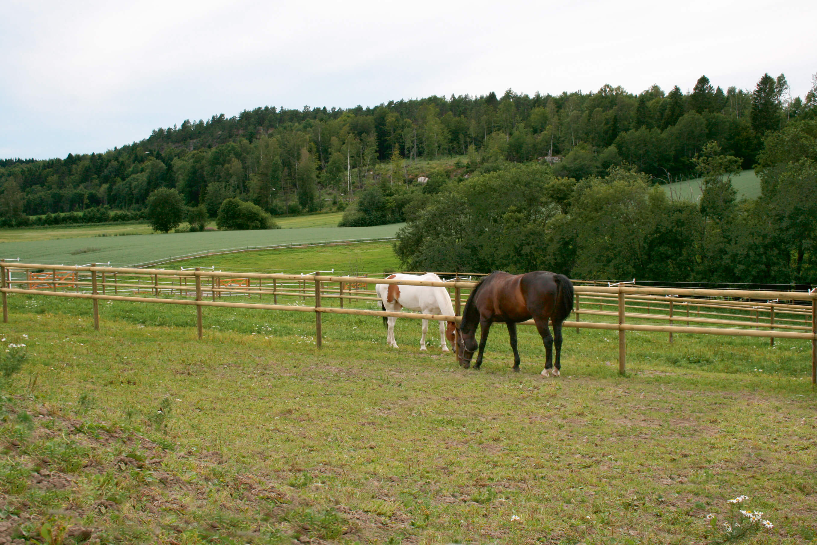 Två hästar betar i separata hagar. Hästhagarna är åtskilda av ett häststängsel med halvklippta lattor.