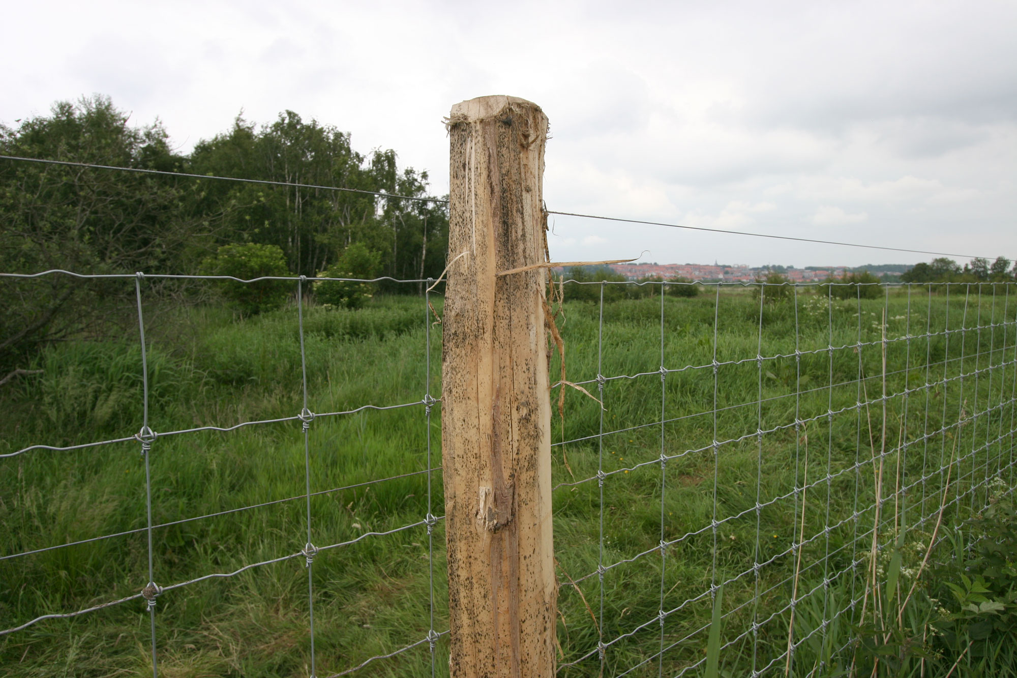 Supernet nätstängsel monterat på en hög staketstolpe av Robinia-trä.
