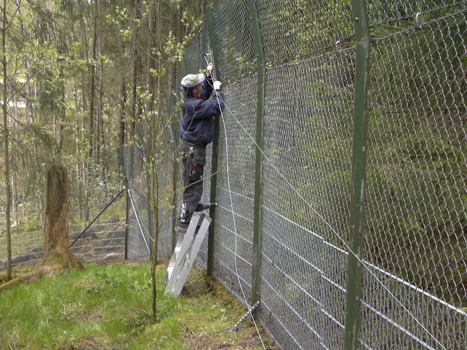 En man installerar elektriska ledningar ovanpå ett högt staket i en djurpark.