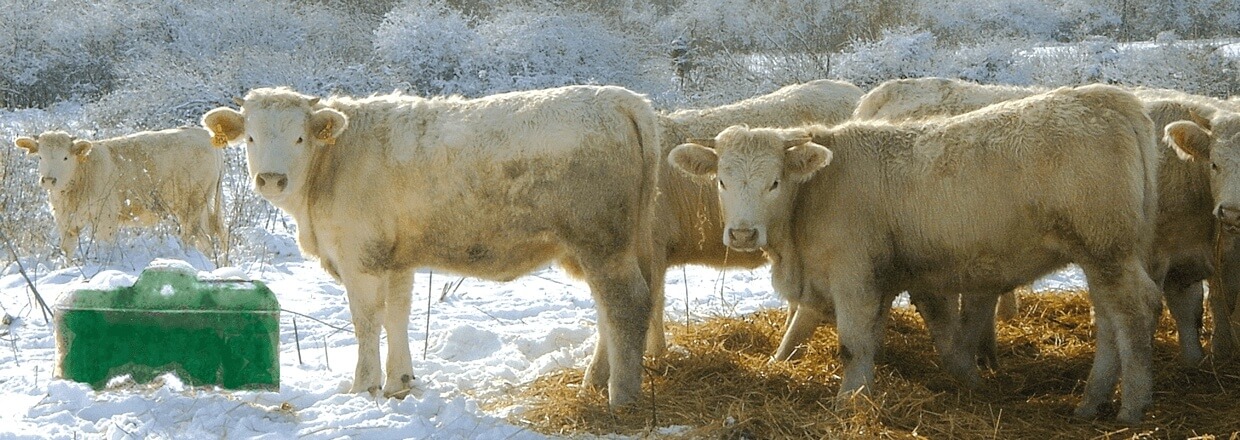 I ett snöigt landskap står en flock vita kor bredvid ett frostfritt vattenkar