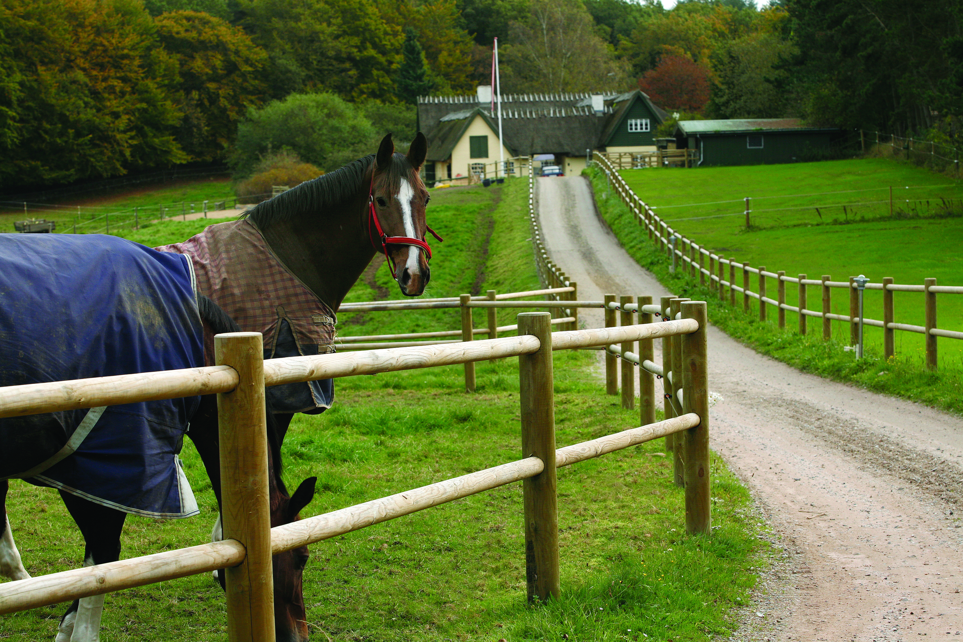 En häst står med upphöjt huvud och observerar sin omgivning medan en annan häst betar. Båda hästarna står bakom ett häststängsel längs infarten till ett lantställe.