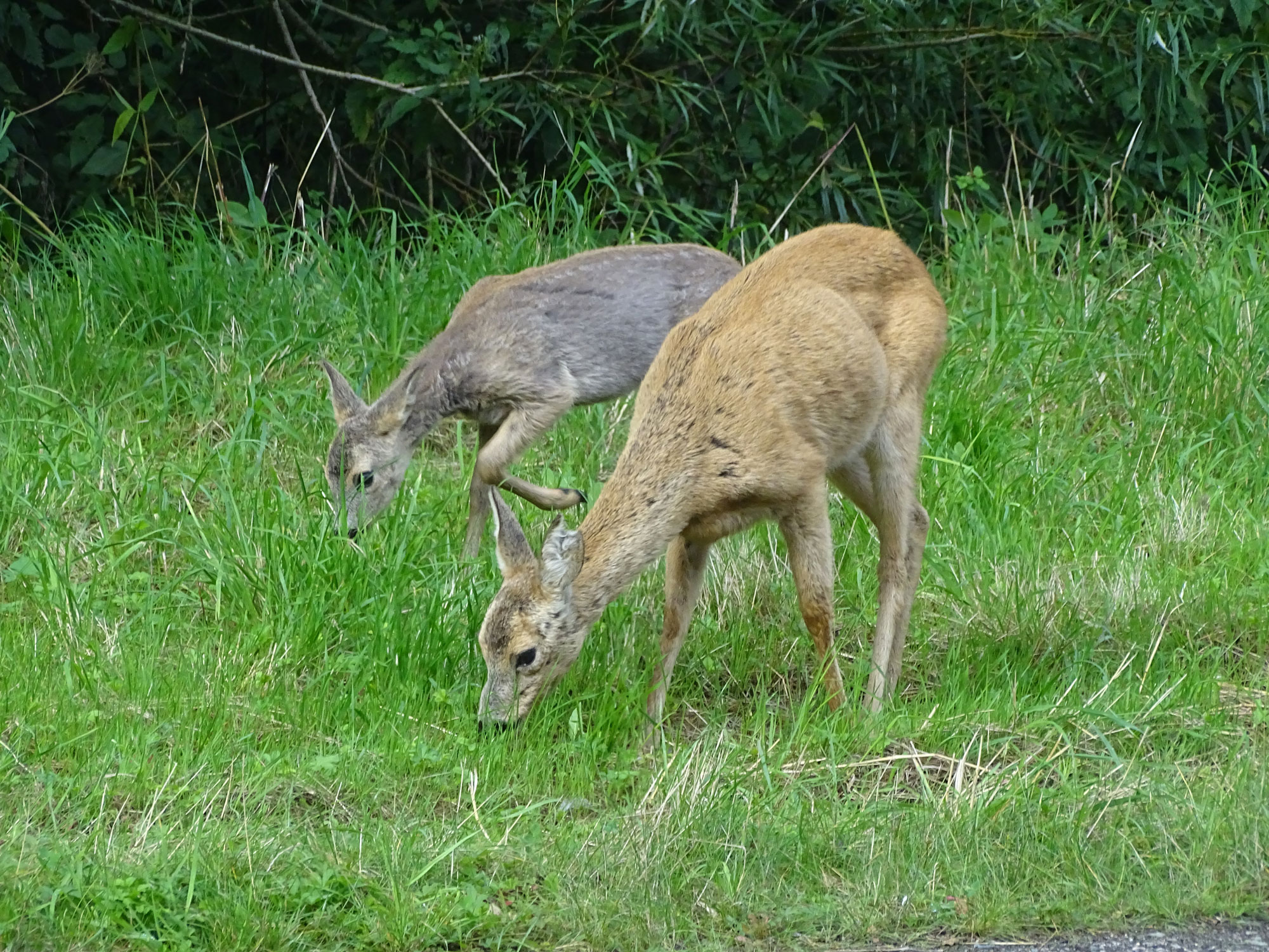 Två hjortar går lugnt omkring och äter gräs.