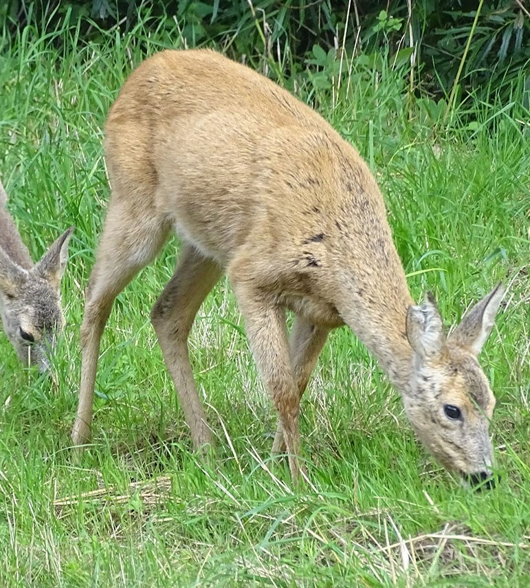 Två hjortar går lugnt omkring och äter gräs.