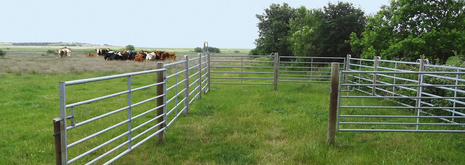En boskapshjord står på ett fält bredvid en box.