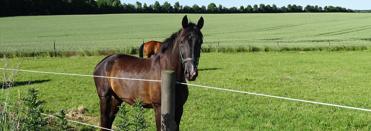 En brun häst står nära det elektriska staketet i hästhagen. Bakom hästen finns en annan häst i samma hage.