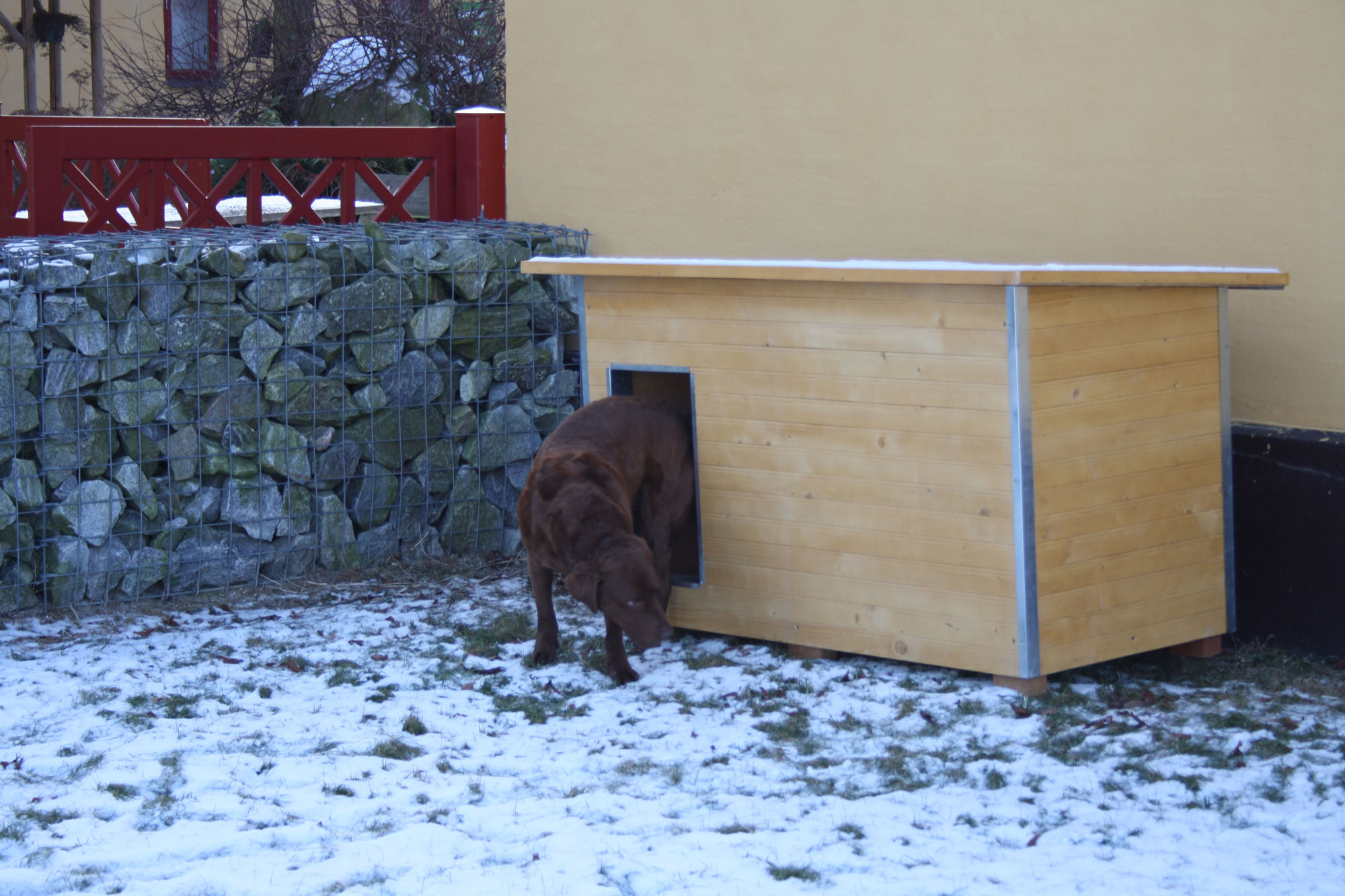 En brun labrador kommer ut ur sin hundkoja av trä. Det är vinter och det ligger snö på marken.