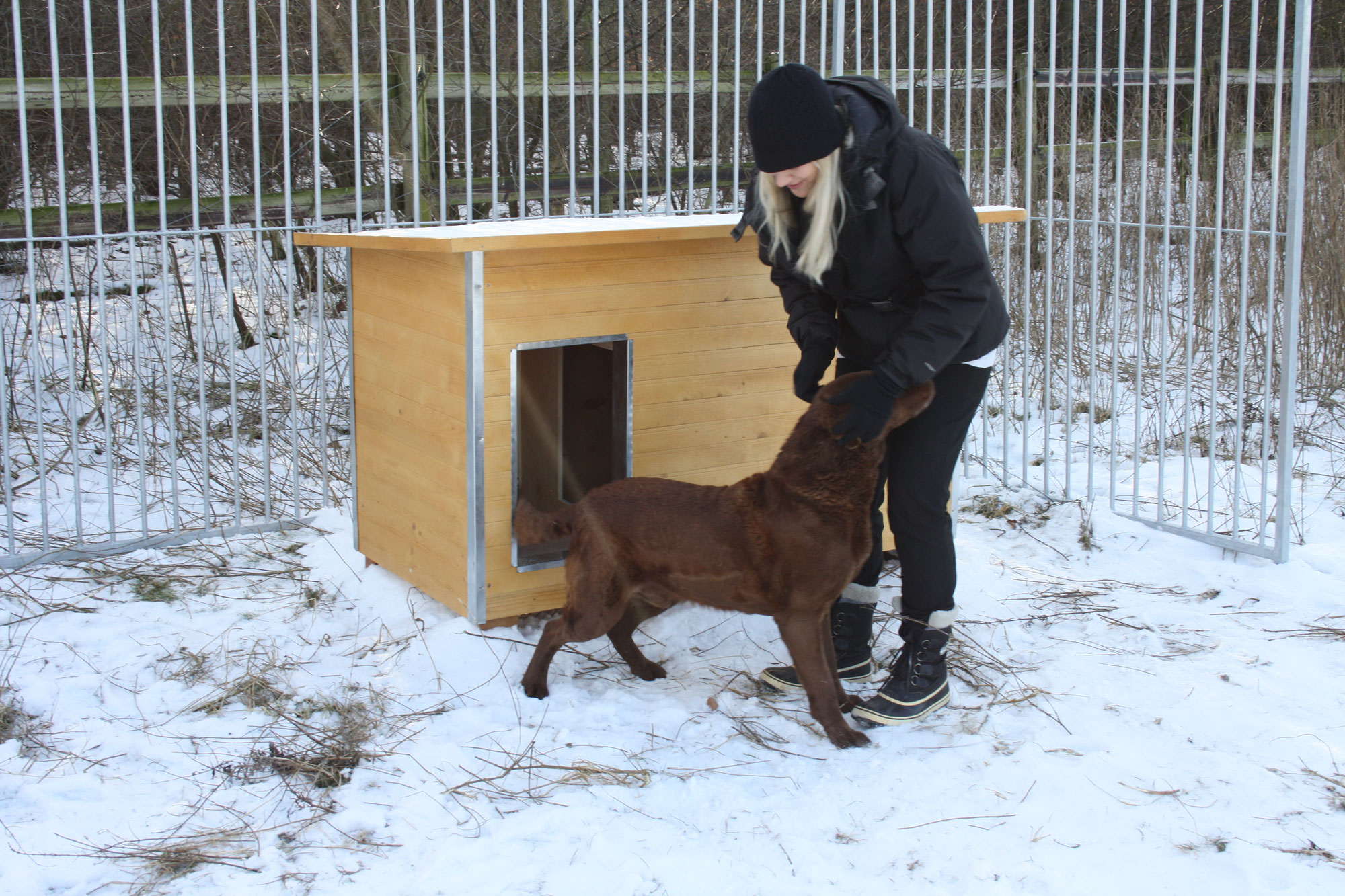 En kvinna klappar en labrador i en snöig hundgård. Bakom dem står en hundkoja av trä.