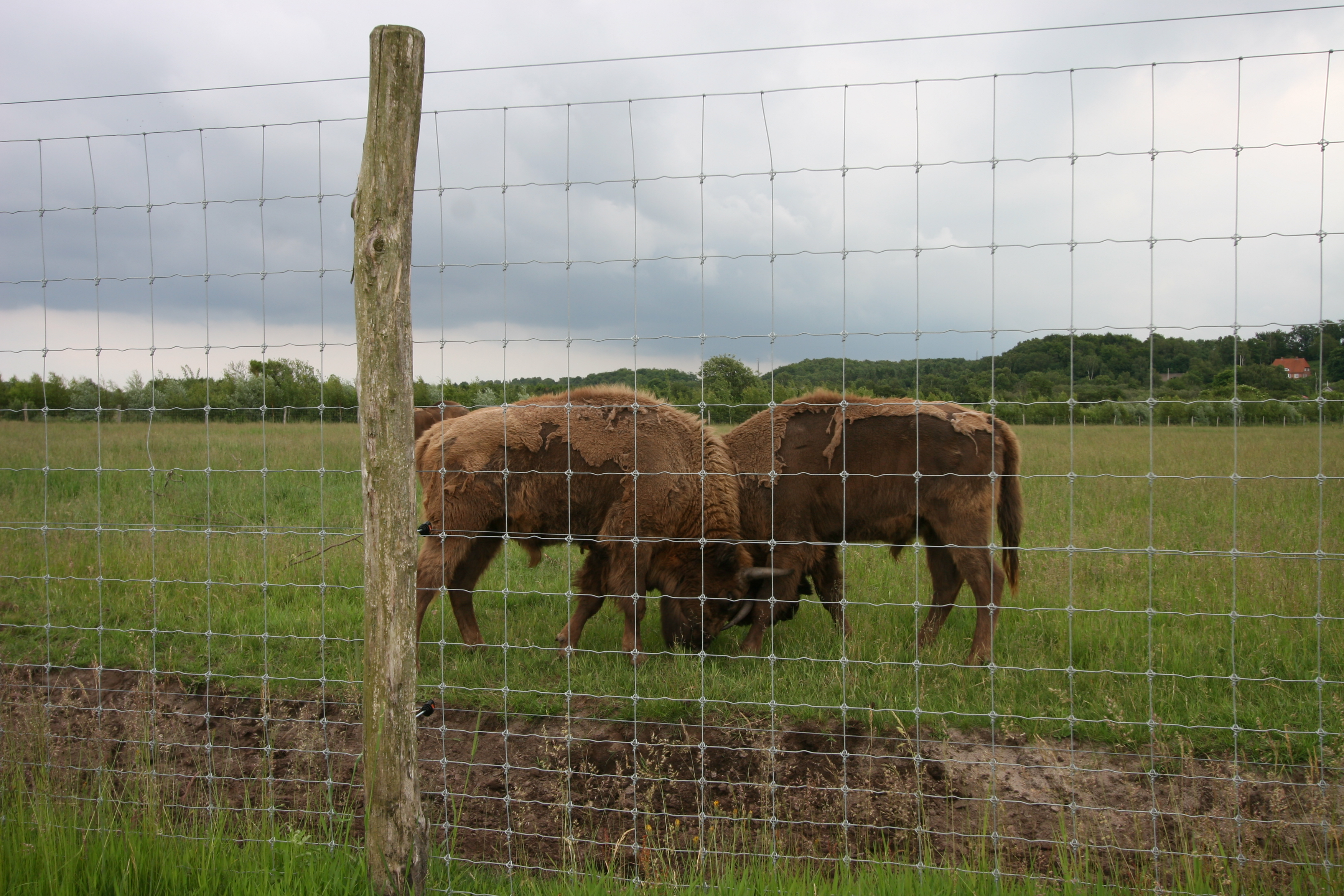 Två bisonhundar står bakom ett högt nätstängsel i en djurpark.