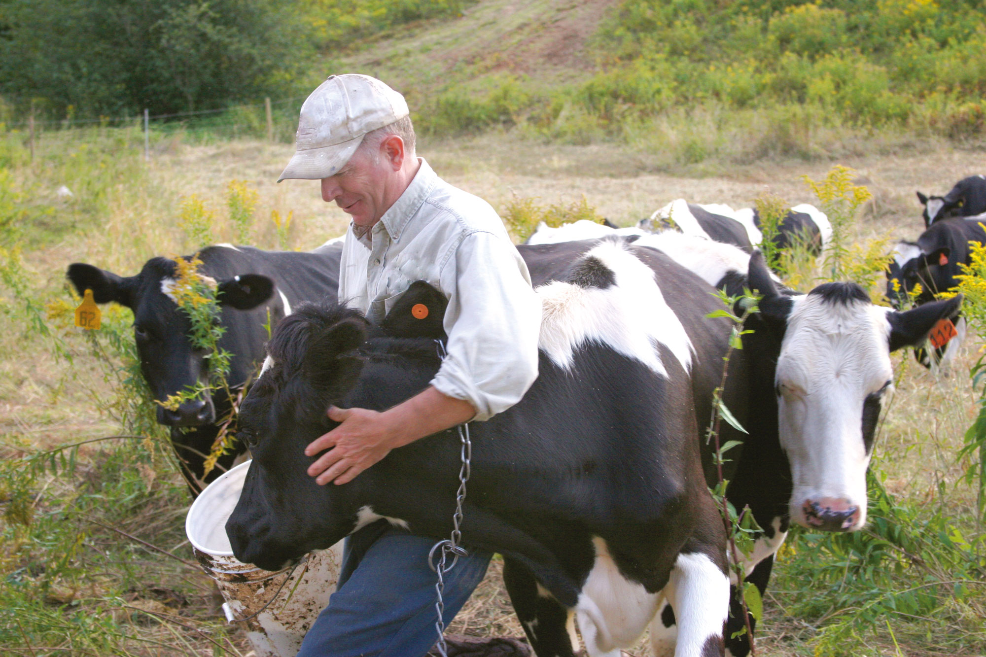 En man står bland en hjord kor och klappar en ko när han sköter den.