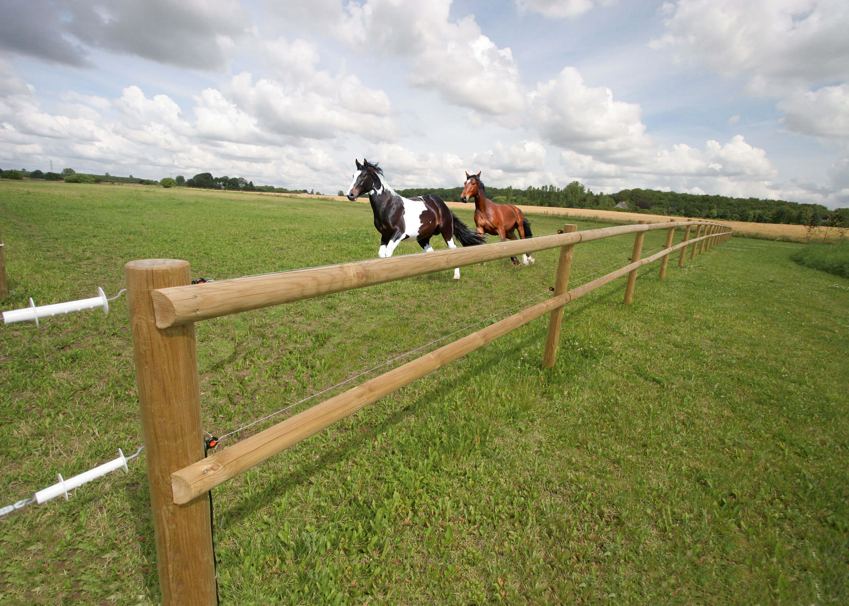 Två hästar galopperar bredvid varandra i sin hage. Ett staket av trä avgränsar paddocken.