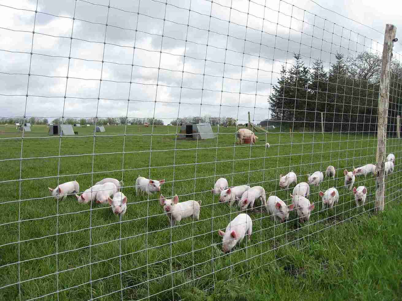 En flock smågrisar står nära ett nätstängsel