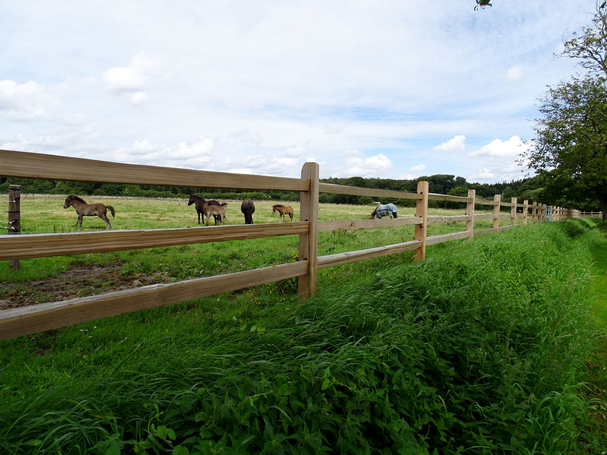 Mellan lamellerna i ett rustikt häststängsel kan man se flera hästar och föl som betar i en hage.
