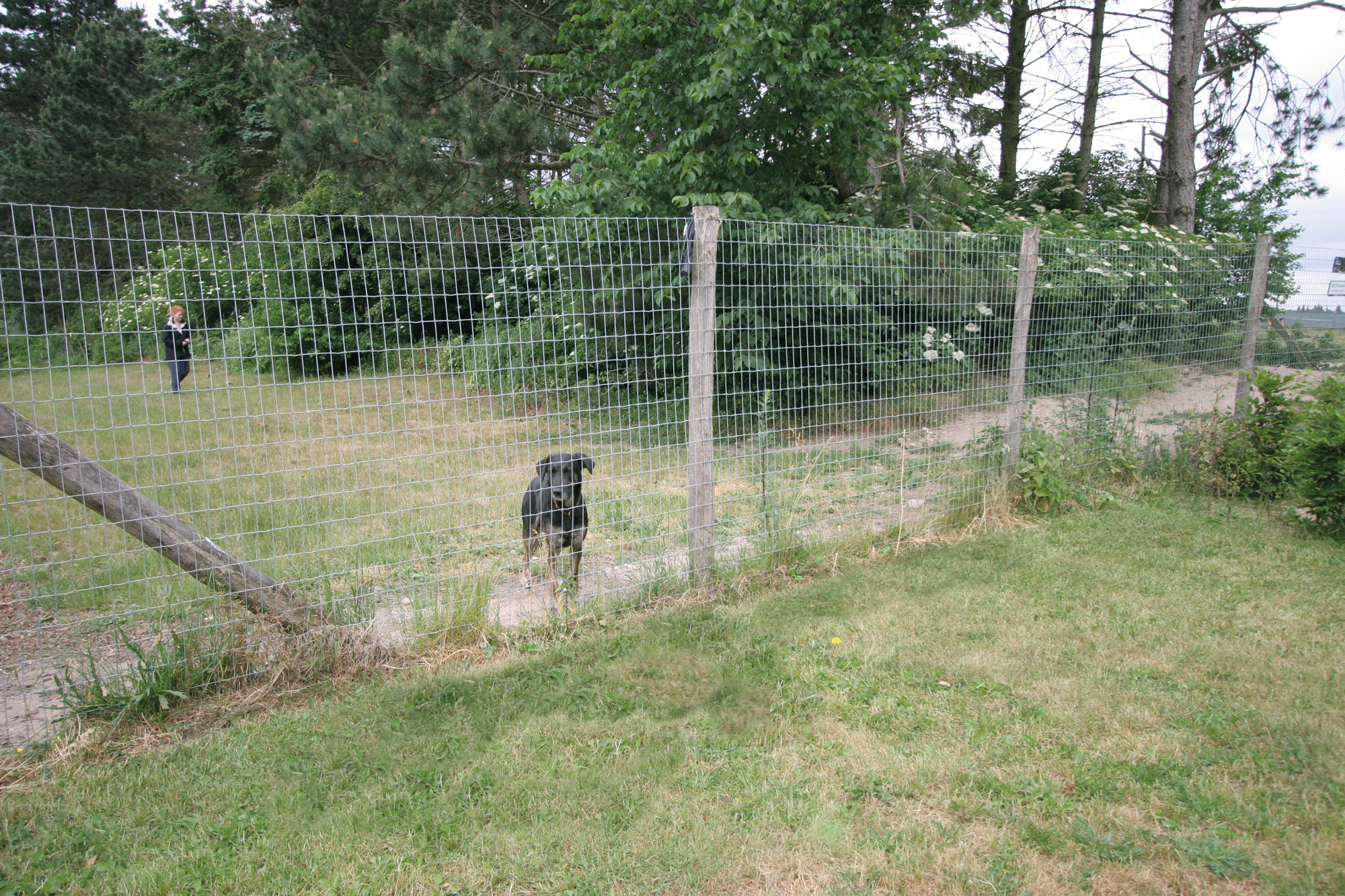 En svart hund står och tittar ut genom det maskade staketet på gården.