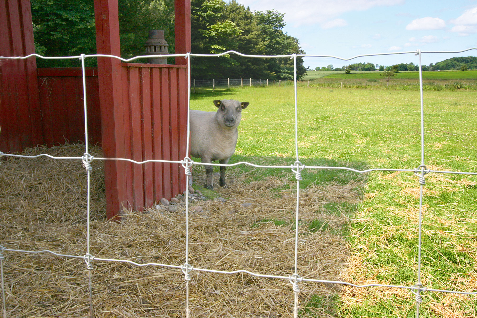 Ett får står bredvid en byggnad och tittar ut genom stängslet i fållan.