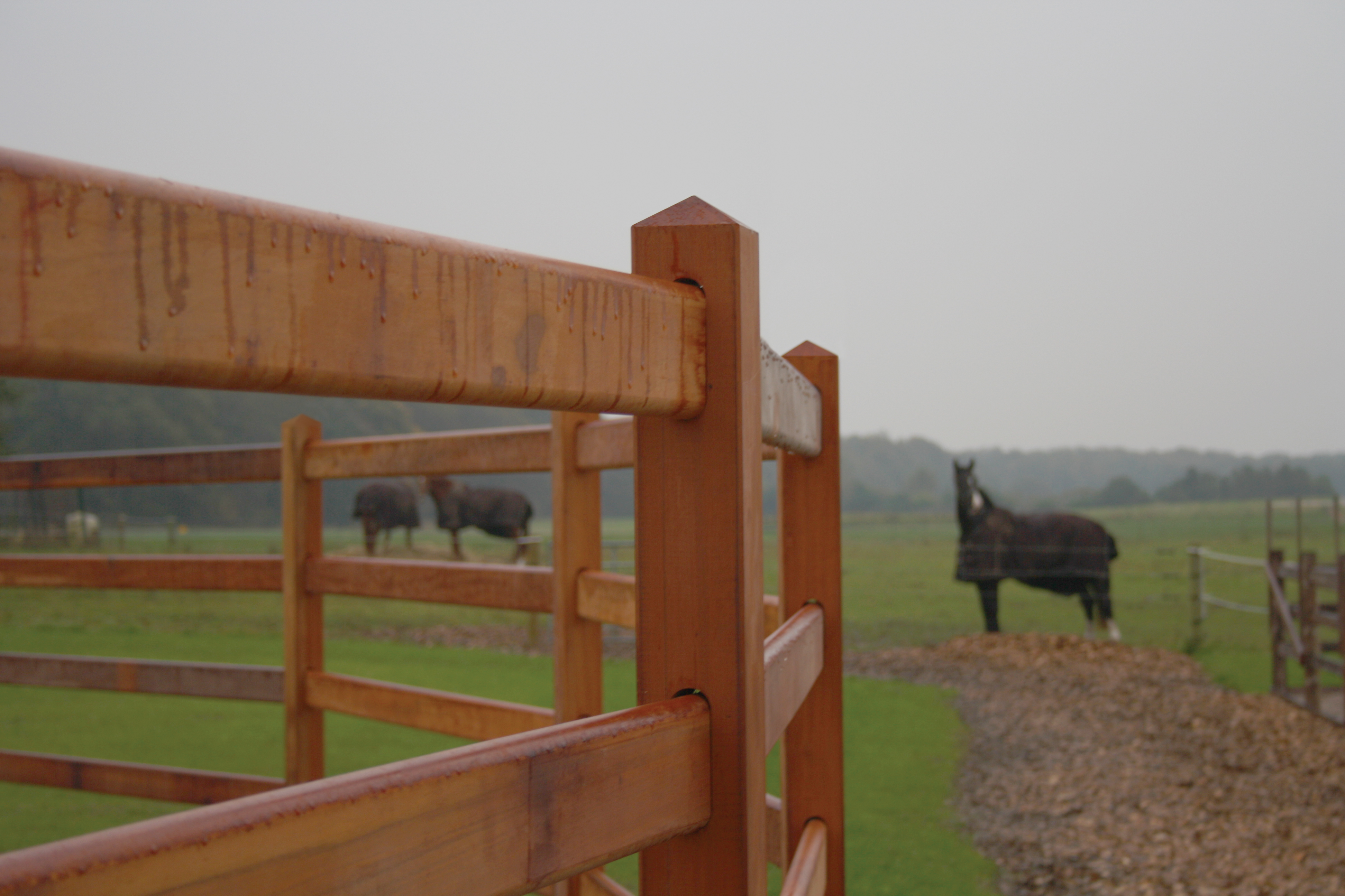 I förgrunden en rundhage med staket av lövträ. I bakgrunden hästar i en hage.