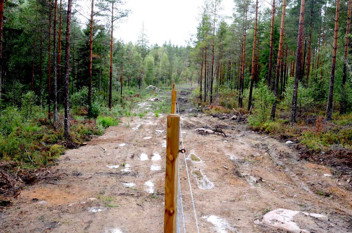 Ett skogsstängsel skiljer två skogsområden åt.