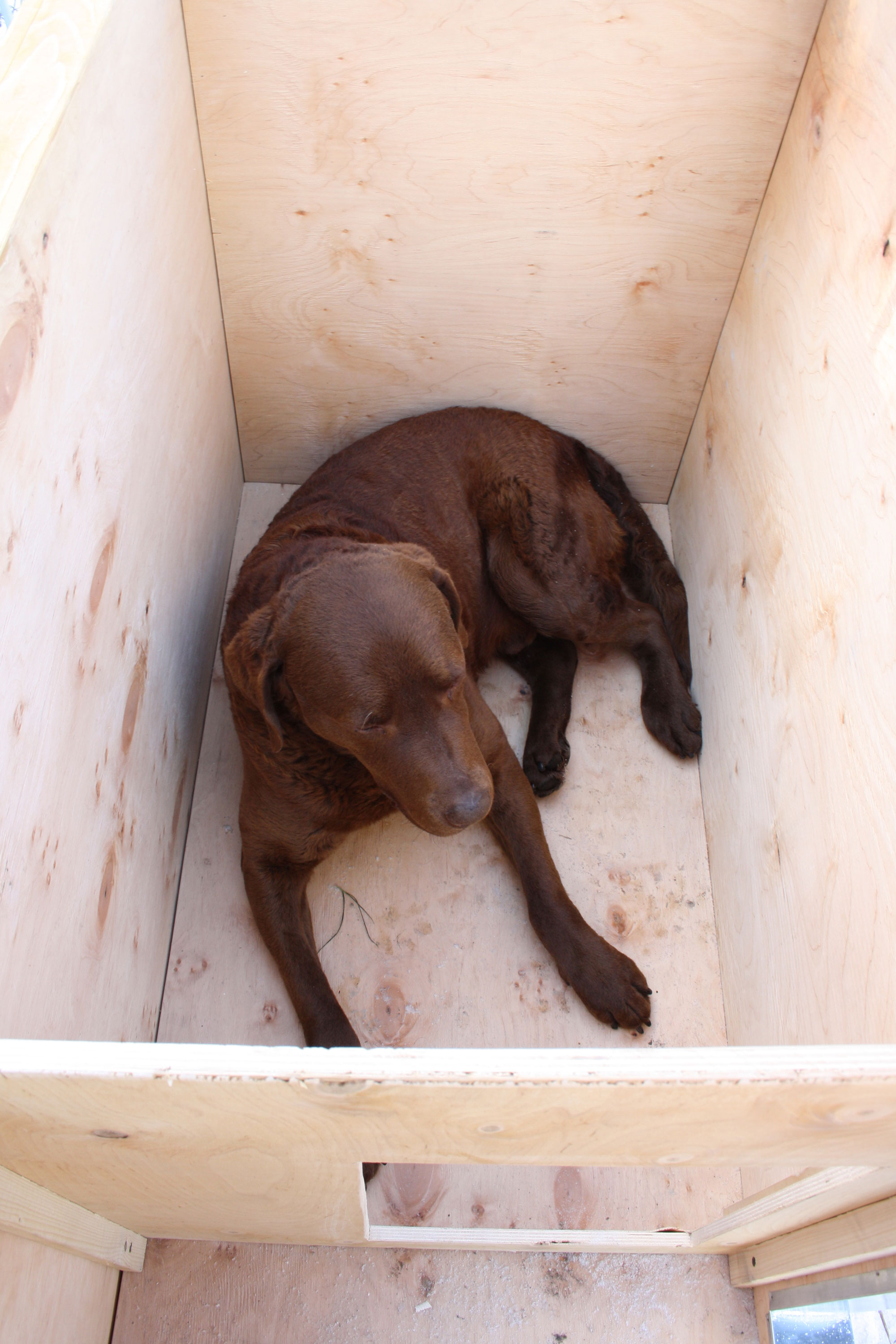 En labrador befinner sig i en isolerad hundkoja av trä.