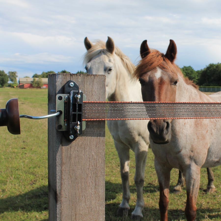 Två hästar står nära en gemensam öppning i deras flock. Elstängslet är ett Polyband-stängsel.