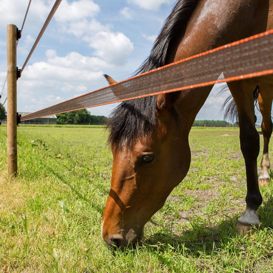 En brun häst äter gräset under ett elstängsel av Polyband.