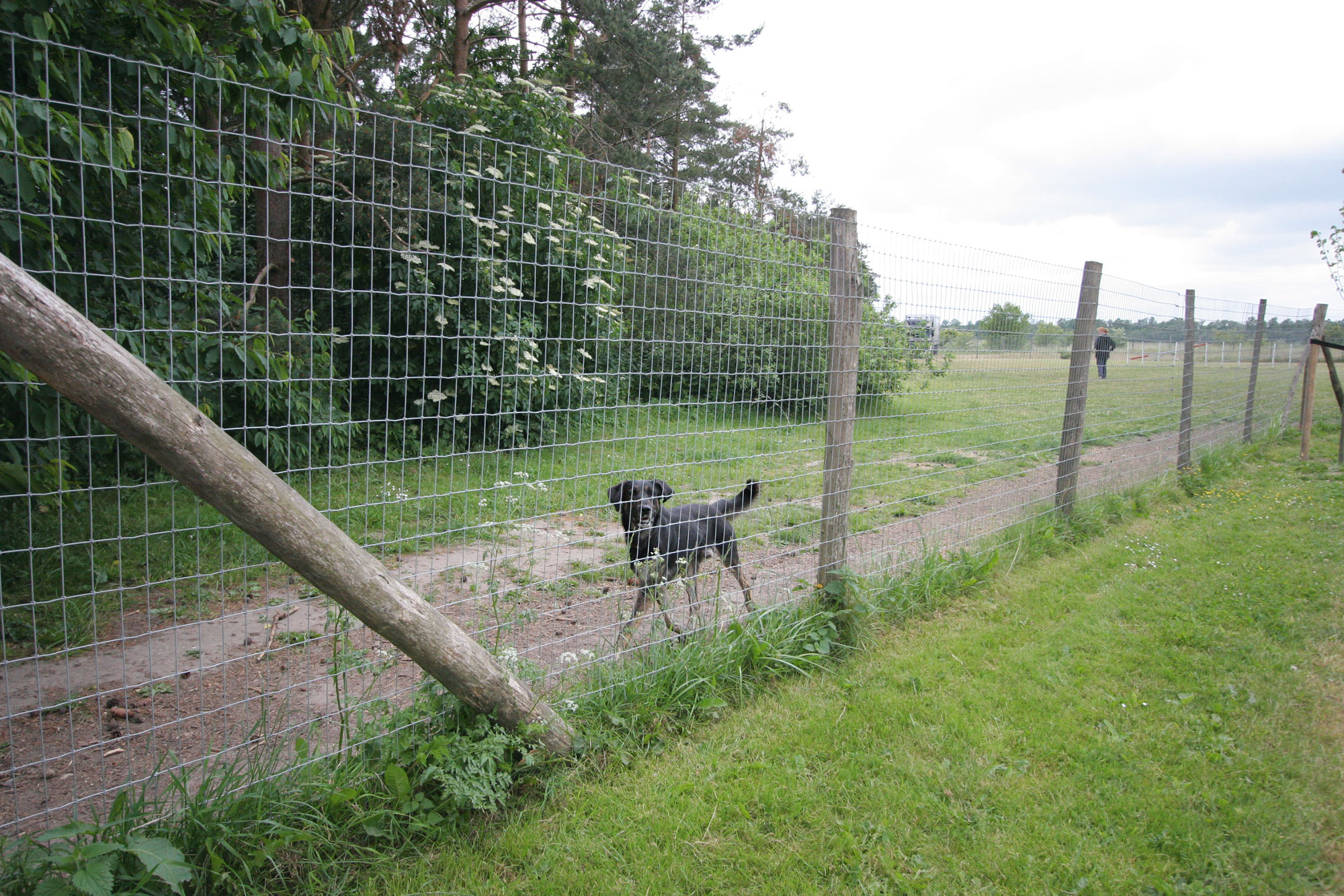 En svart hund springer längs det maskade staketet på en rastgård.