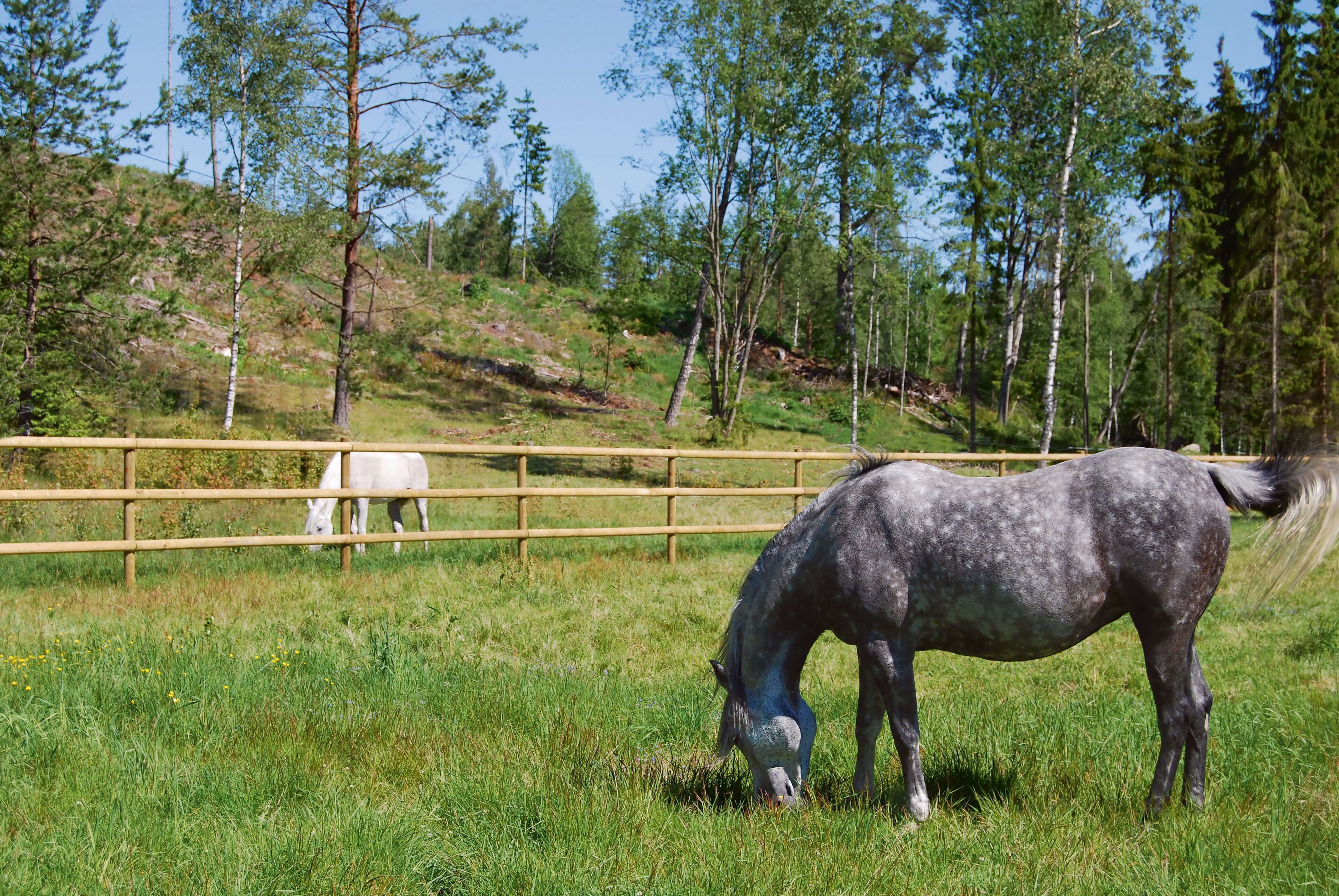 Två hästar betar i separata hagar. Hästhagarna är åtskilda av ett häststängsel med halvklippta lattor.