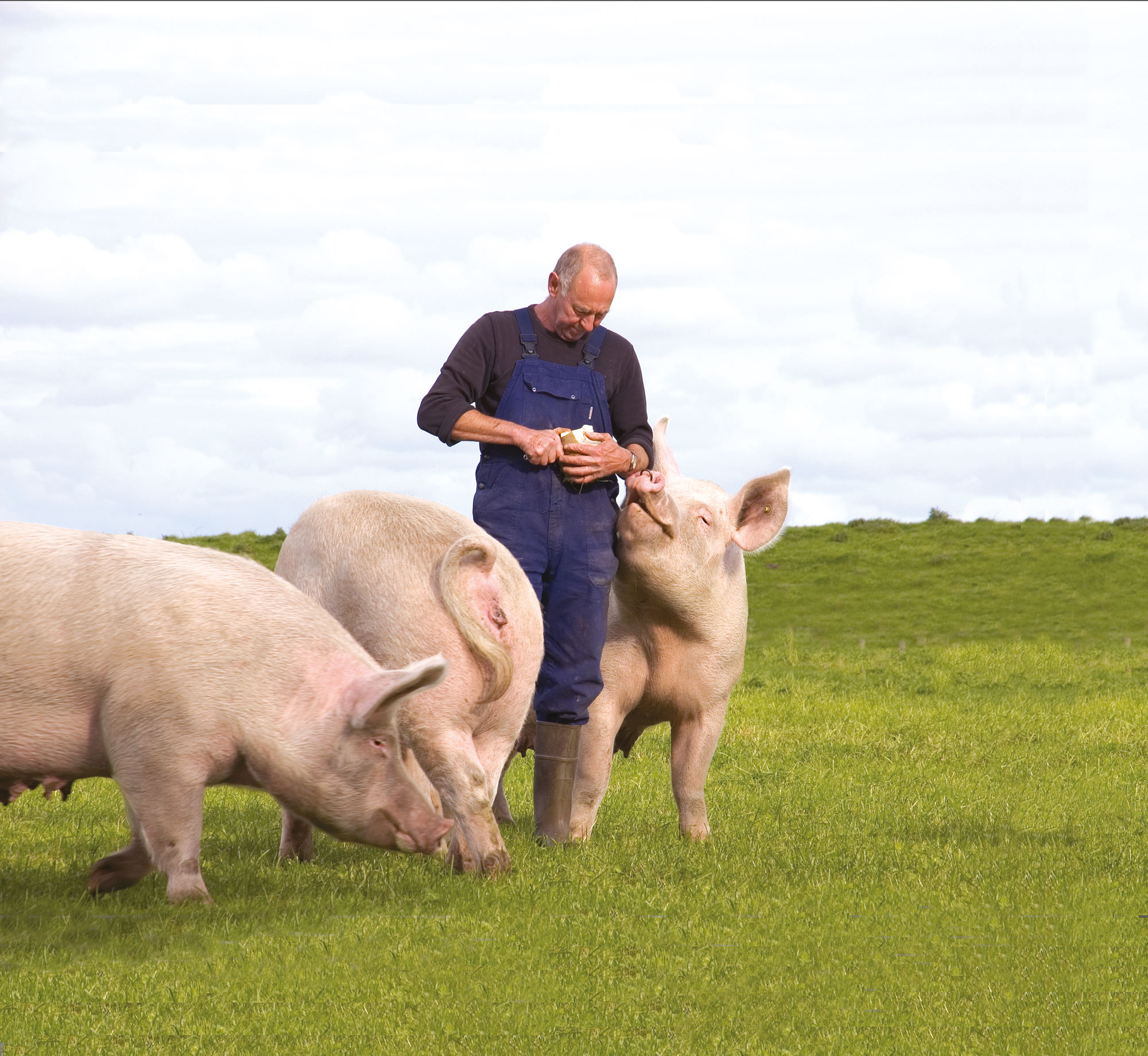 En grisuppfödare står i en inhägnad omgiven av tre stora grisar.