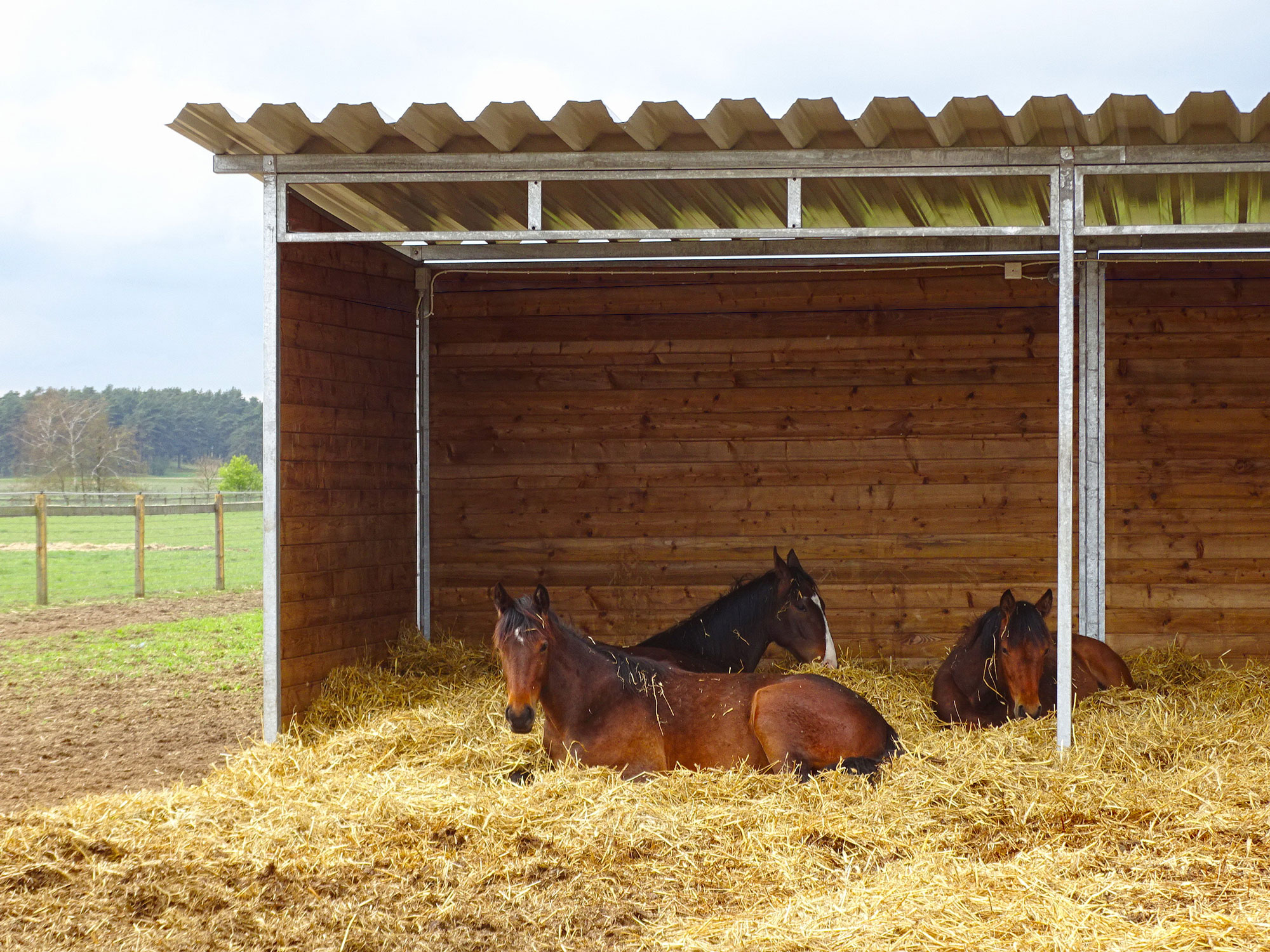 Tre bruna hästar ligger på en bädd av halm i ett skydd.